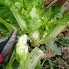 正宗四川新鲜抱儿菜 农家自种新鲜采摘 商品缩略图2