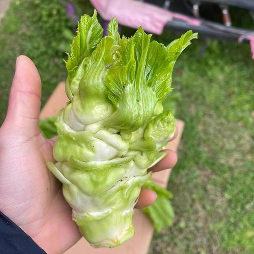正宗四川新鲜抱儿菜 农家自种新鲜采摘 商品图1