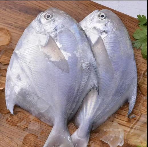 大连壮元海  银鲳鱼 商品图2