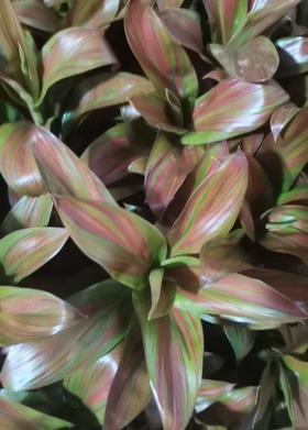 叶材 | 竹蕉酸橙白兰地