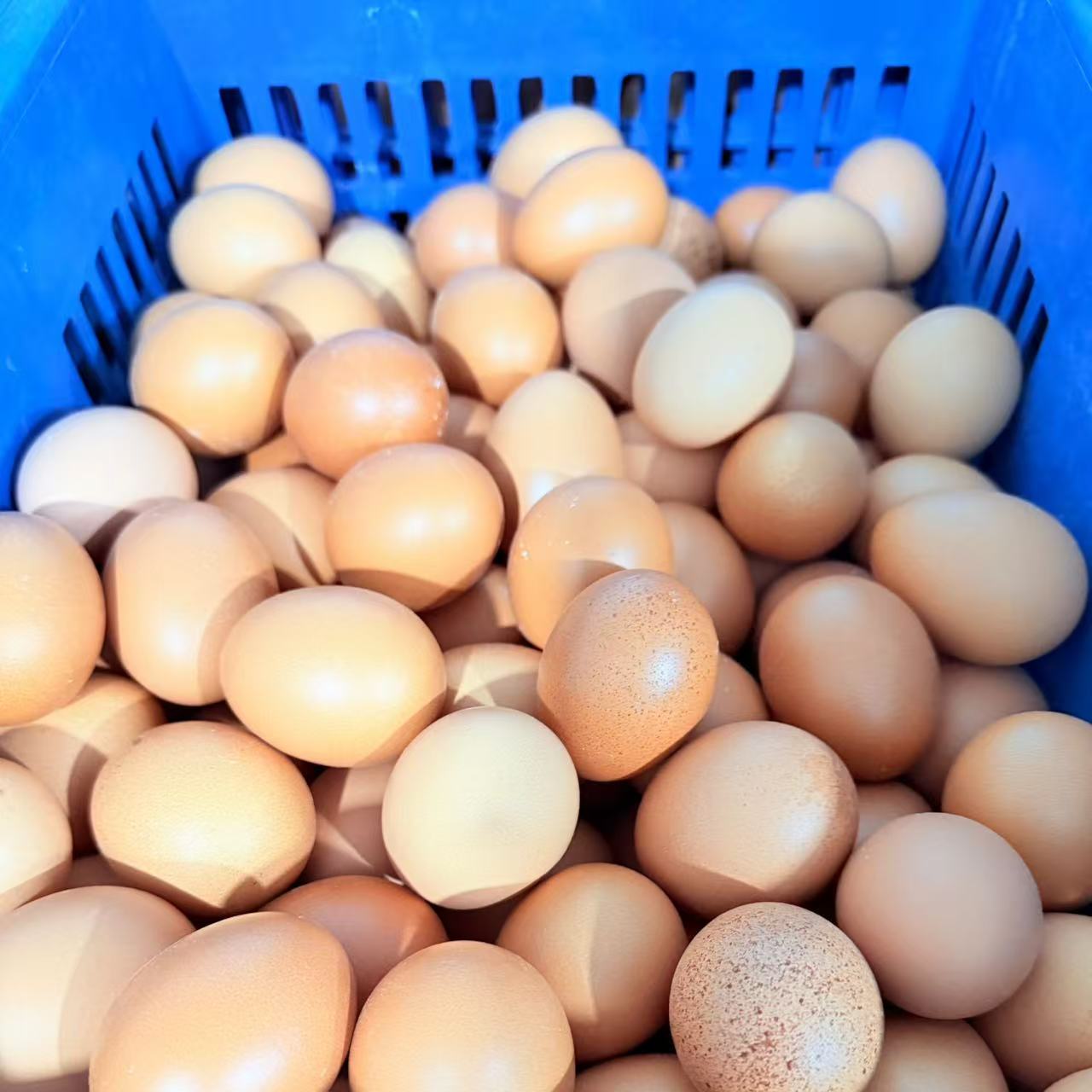 【次品门店】红蛋