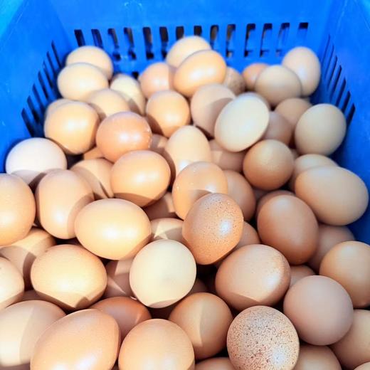 【次品门店】红蛋 商品图0