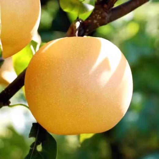 【正宗山东莱阳秋月梨】产地直发 清润爽甜 汁水丰富 商品图3