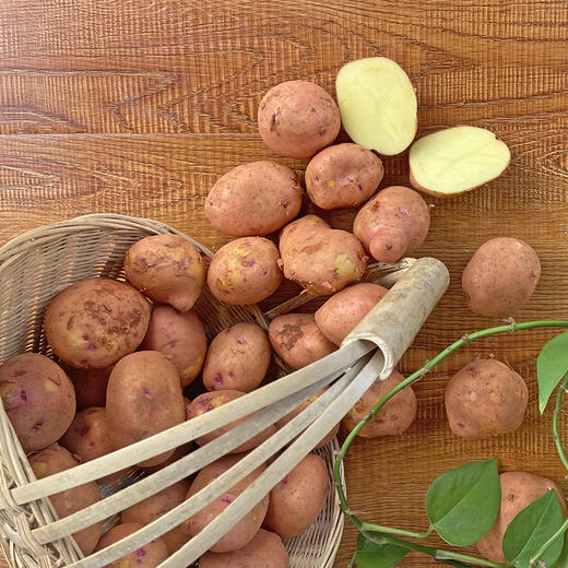 【静乐高原有机红皮黄心土豆】助力乡村！高原！巨面！巨软糯！巨香！清炒油炸红烧都是一绝！比肉还好吃的静乐高原青薯9号红皮土豆 商品图1