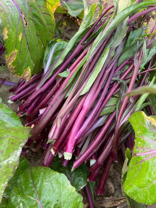 霜打洪湖红菜苔 冬日限定的舌尖珍宝 商品图3