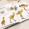 飞吧，小黄鹤 &3480  红滩绿苇间的飞行梦！小黄鹤的辽河口丹顶鹤救助成长 + 自然保护科普绘本 商品缩略图4