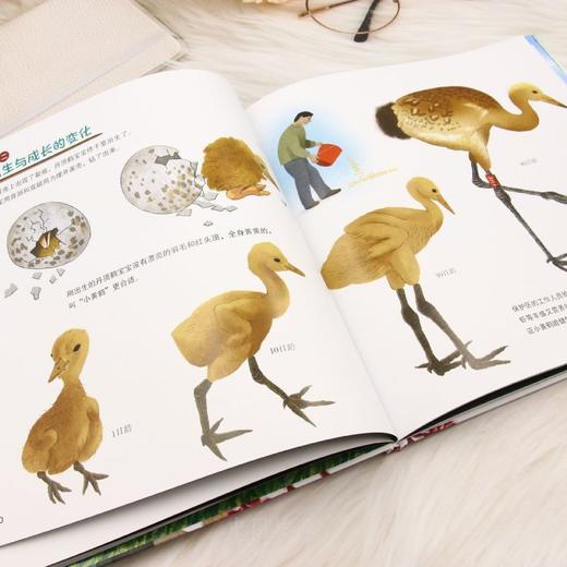 飞吧，小黄鹤 &3480  红滩绿苇间的飞行梦！小黄鹤的辽河口丹顶鹤救助成长 + 自然保护科普绘本 商品图4