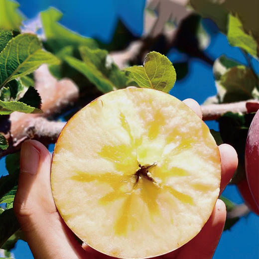 【大凉山丑苹果】 冰糖心爆甜 原滋原味 天然健康水果 5-8斤装 商品图1