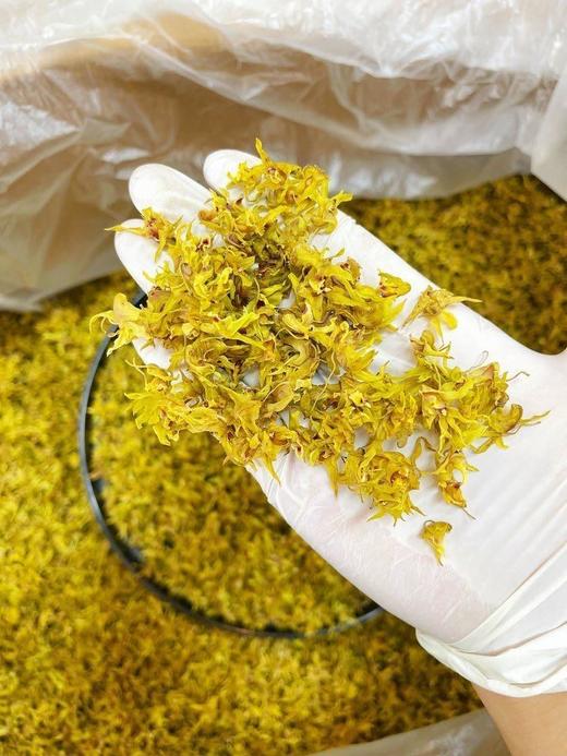 🌟2025年当季采收❗只要29.9抢2罐💰【天下泽雨·霍山铁皮石斛花】滋阴润燥，🔥一杯抚平干燥！ 养生茶首选‼ ✅一泡即喝，味道清香扑鼻，🥣喝起来清甜回甘‼  商品图6