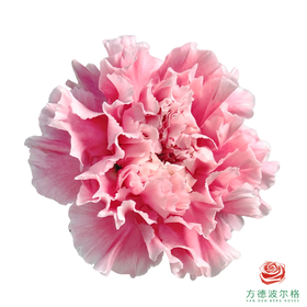 单头康乃馨-棉花糖 10枝一扎