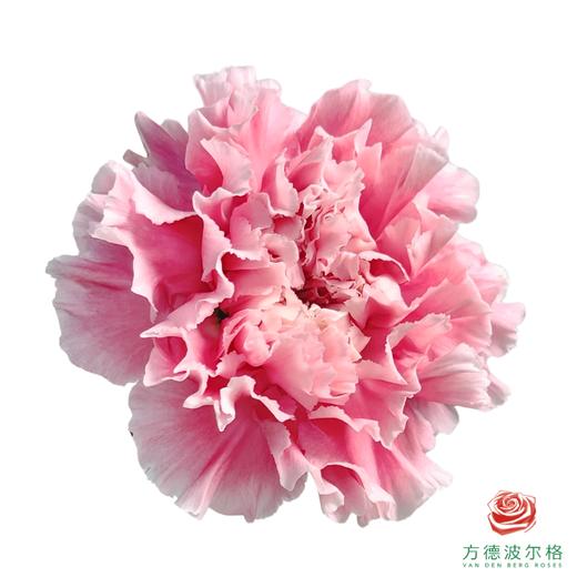 单头康乃馨-棉花糖 10枝一扎 商品图0