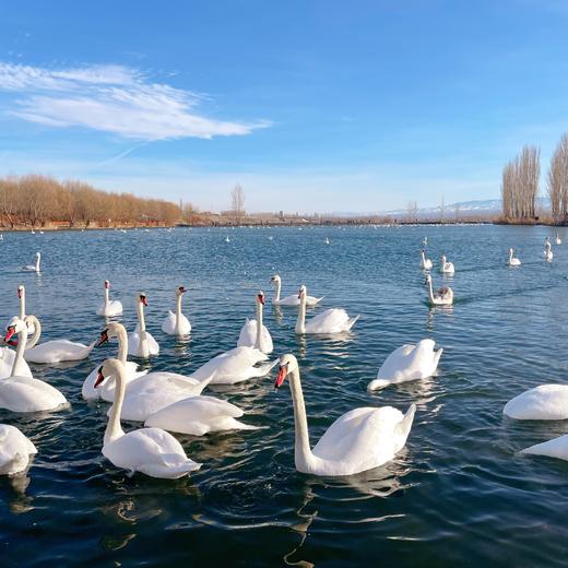 何以西疆，去伊犁的夏塔冬牧场驻村 【冬窝子】7天6晚 商品图11