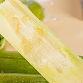 陶山甘蔗 【又名：陶山果蔗，已有近1500年种植历史】