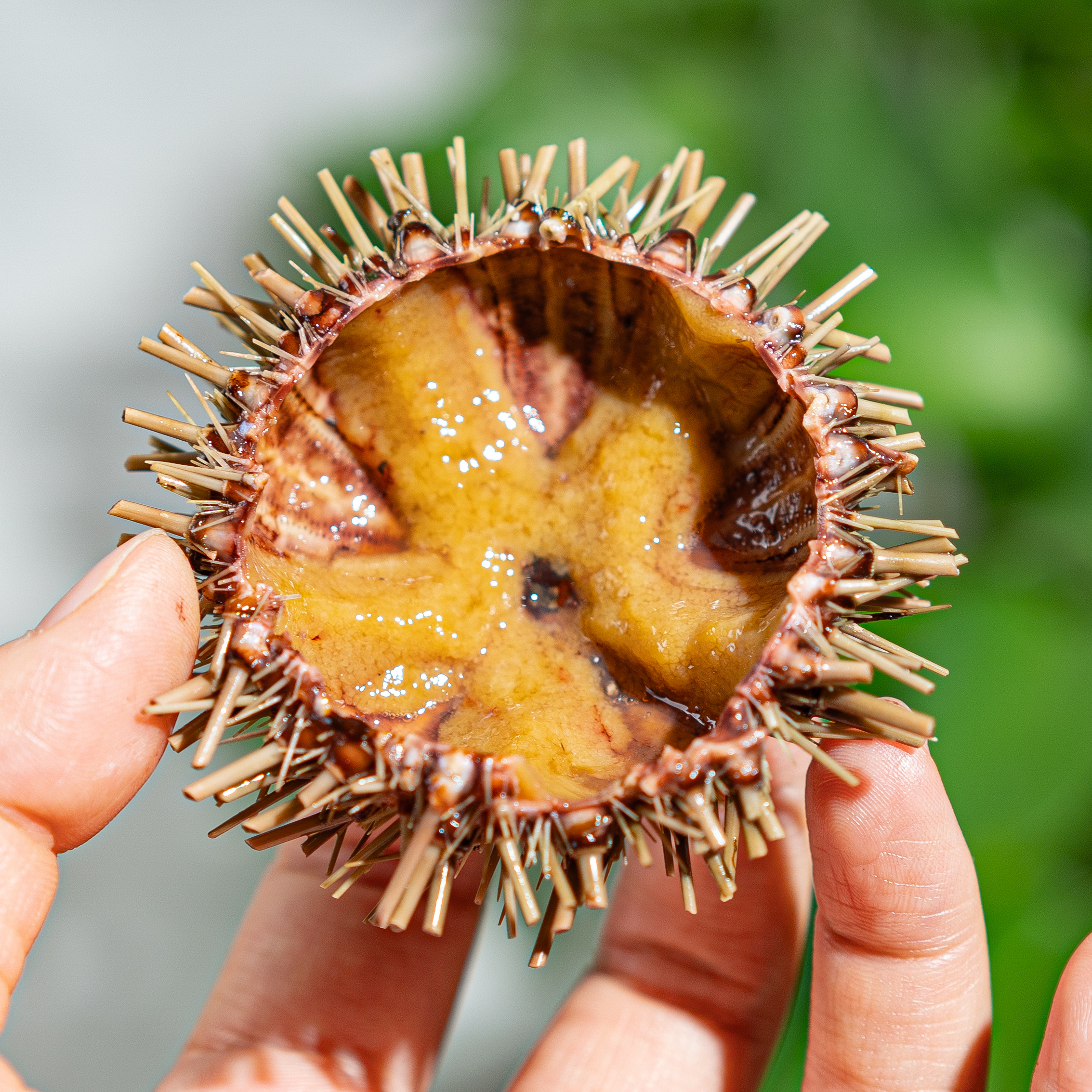 鲜冻带壳海胆丨渤海湾野生海胆，个头小味道足，带壳冷冻发货，到货即可烹饪，味道鲜甜，6只/袋⭐️顺丰快递
