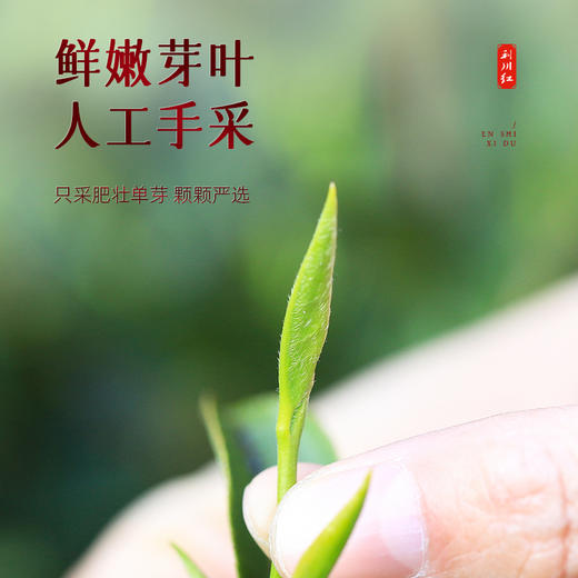 茶马世家特级利川红100g 商品图6