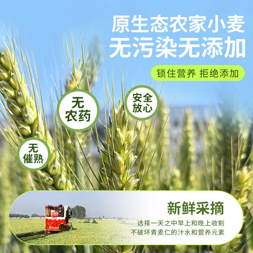 【谷源植味】原生态农家自种新鲜青麦仁（单独发顺丰冷链，和瑜伽用品分开下单） 商品图2