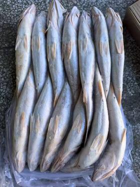 大连壮元海  野生大米鱼