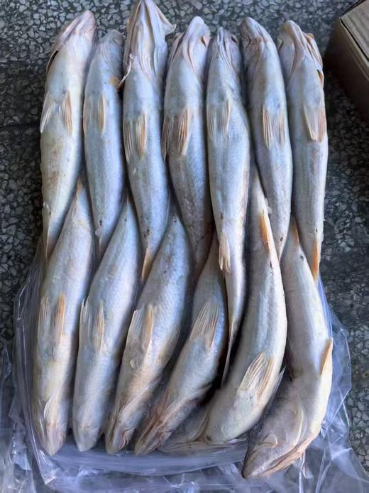 大连壮元海  野生大米鱼 商品图0