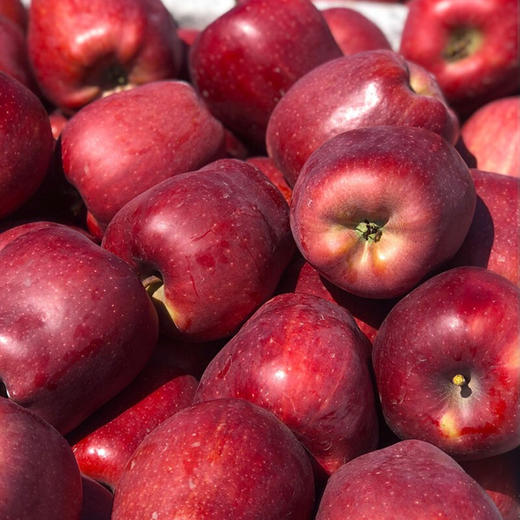 【甘肃好物】甘肃花牛苹果  4.5斤/8斤 商品图1