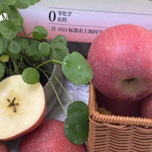 【积分兑换】010山东烟台红富士  酸甜适中  果肉松脆  皮略厚 带皮啃更香  北纬37度 黄金维度带 150年种植历史 商品图2