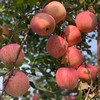 陕西红富士苹果 10斤普通箱装 商品缩略图3