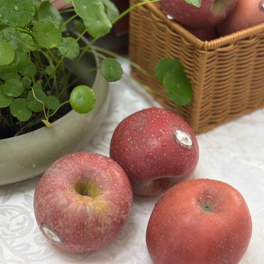 【积分兑换】010山东烟台红富士  酸甜适中  果肉松脆  皮略厚 带皮啃更香  北纬37度 黄金维度带 150年种植历史 商品图10
