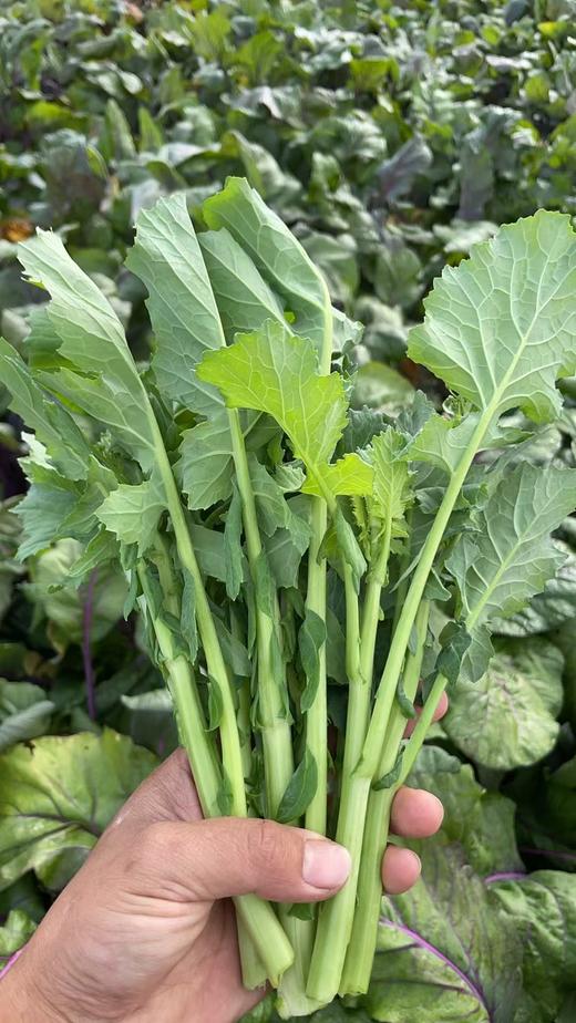 生态油菜苔 | 绿家自产 * Eco-choy sum | Self-production 商品图1