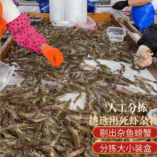 大连壮元海  活冻盐田虾 商品图3