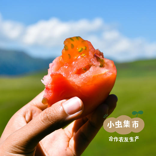 新疆有机番茄丁 300g*6罐 | 合作农友生产，产自新疆焉耆，生产者：王忠军 *【公平贸易农人定价】 商品图7