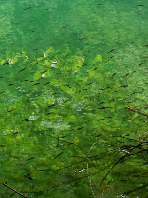 【已成团】行走自然: 黄山保护区探索团 4月团招募 四天三晚 （12人满团，4月10日截团） 商品图5