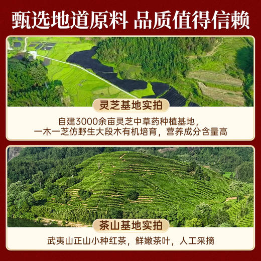 元生泰 灵芝红茶3.6g*10袋/盒 灵芝袋泡茶包 武夷灵芝正山小种红茶 科学配比 商品图2