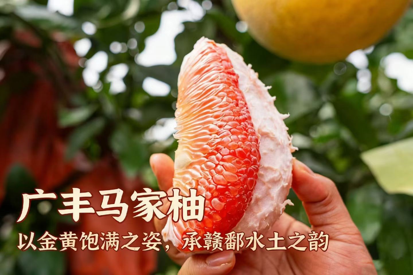 【推荐】马家柚2只