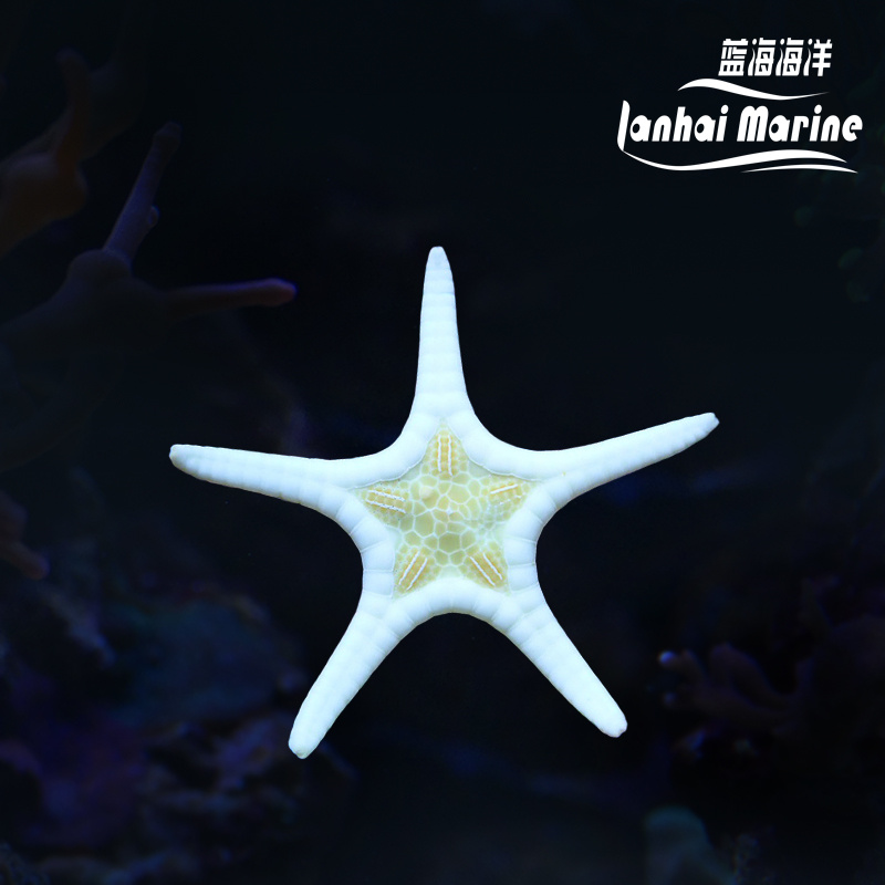 双星海星