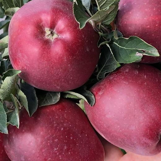 【甘肃好物】甘肃花牛苹果  4.5斤/8斤 商品图3