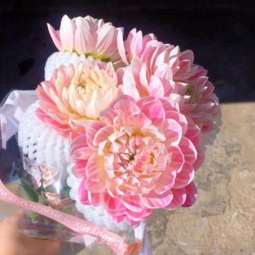 大丽花.凯尔盖安 商品图2