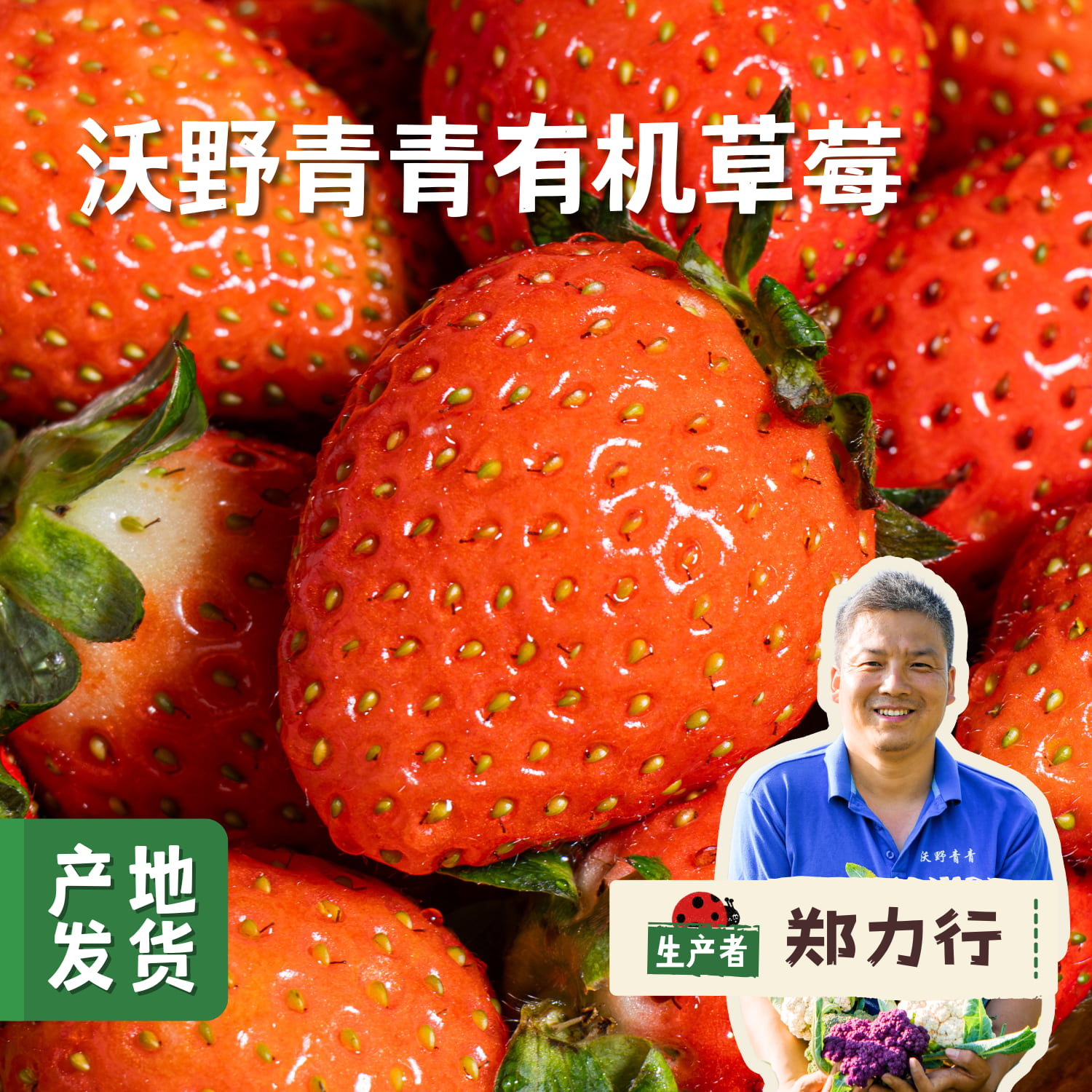 沃野青青有机草莓 2.3±0.1斤 | 合作农友生产，来自陕西咸阳，生产者：郑力行 *【公平贸易农人定价】