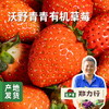 沃野青青有机草莓 2.3±0.1斤 | 合作农友生产，来自陕西咸阳，生产者：郑力行 *【公平贸易农人定价】 商品缩略图0