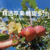 【大凉山丑苹果】 冰糖心爆甜 原滋原味 天然健康水果 5-8斤装 商品缩略图0