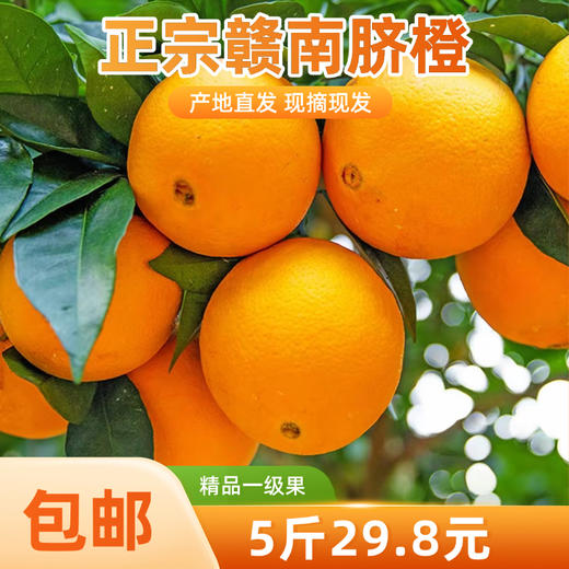 【龙记粉丝福利】正宗江西赣南脐橙果园直发新鲜现摘鲜甜无籽 商品图0