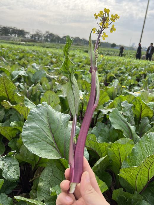 霜打洪湖红菜苔 冬日限定的舌尖珍宝 商品图0