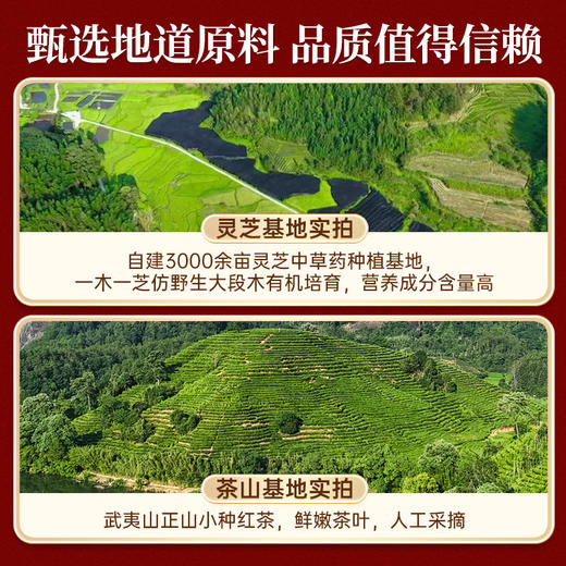 元生泰 灵芝红茶5g*10袋  武夷山灵芝正山小种红茶 科学配比 商品图2