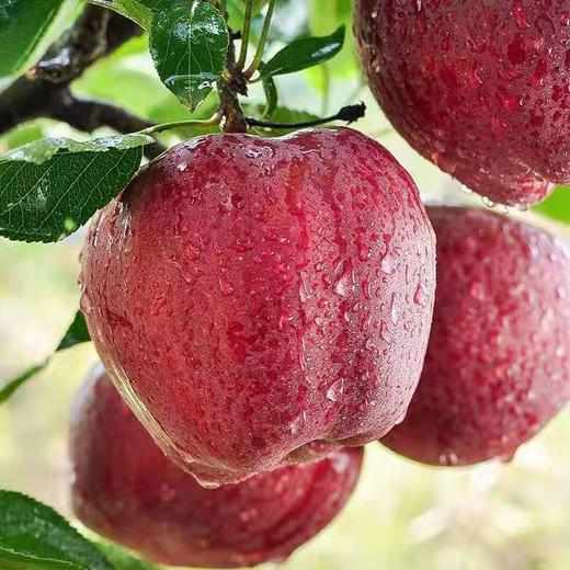 【甘肃好物】甘肃花牛苹果  4.5斤/8斤 商品图5