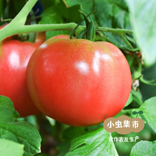 新疆有机番茄丁 300g*6罐 | 合作农友生产，产自新疆焉耆，生产者：王忠军 *【公平贸易农人定价】 商品图5