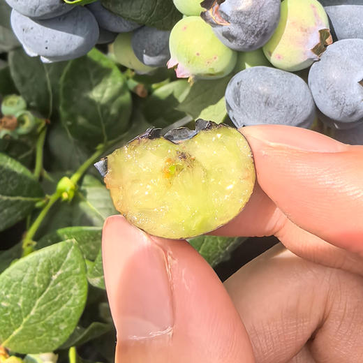 【云南好物】花香蓝莓 125g/盒 顺丰直达 商品图4