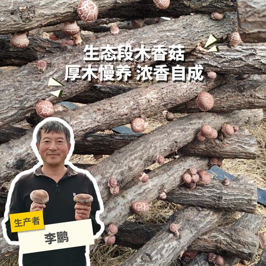 生态段木香菇 | 合作生产*Ecological Fresh Shiitake (Log-Cultivated) | Partner Production 商品图0