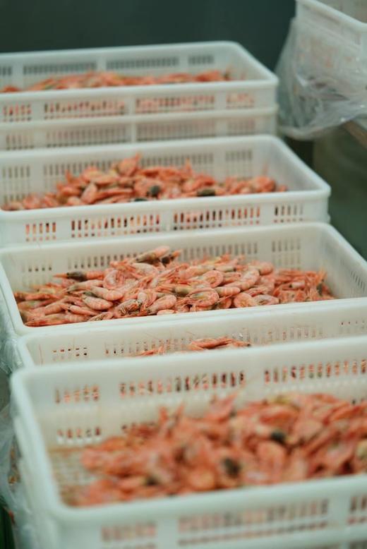 【鲜生说2025当季头籽北极甜虾】味道鲜美（头籽）天然纯净船冻锁鲜 北极甜虾来自遥远且纯净的丹麦格陵兰岛 商品图14