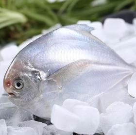 大连壮元海  银鲳鱼