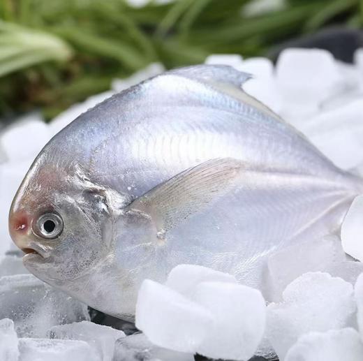 大连壮元海  银鲳鱼 商品图0