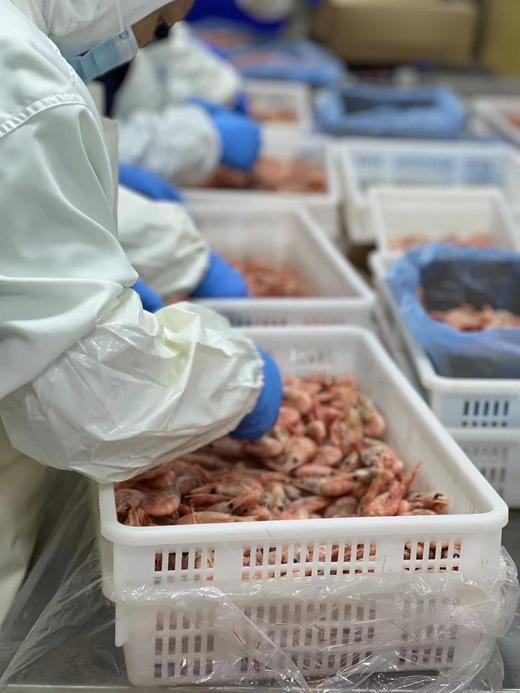 【鲜生说2025当季头籽北极甜虾】味道鲜美（头籽）天然纯净船冻锁鲜 北极甜虾来自遥远且纯净的丹麦格陵兰岛 商品图6