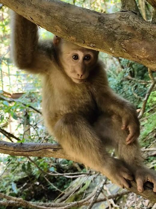 【已成团】行走自然: 黄山保护区探索团 4月团招募 四天三晚 （12人满团，4月10日截团） 商品图1